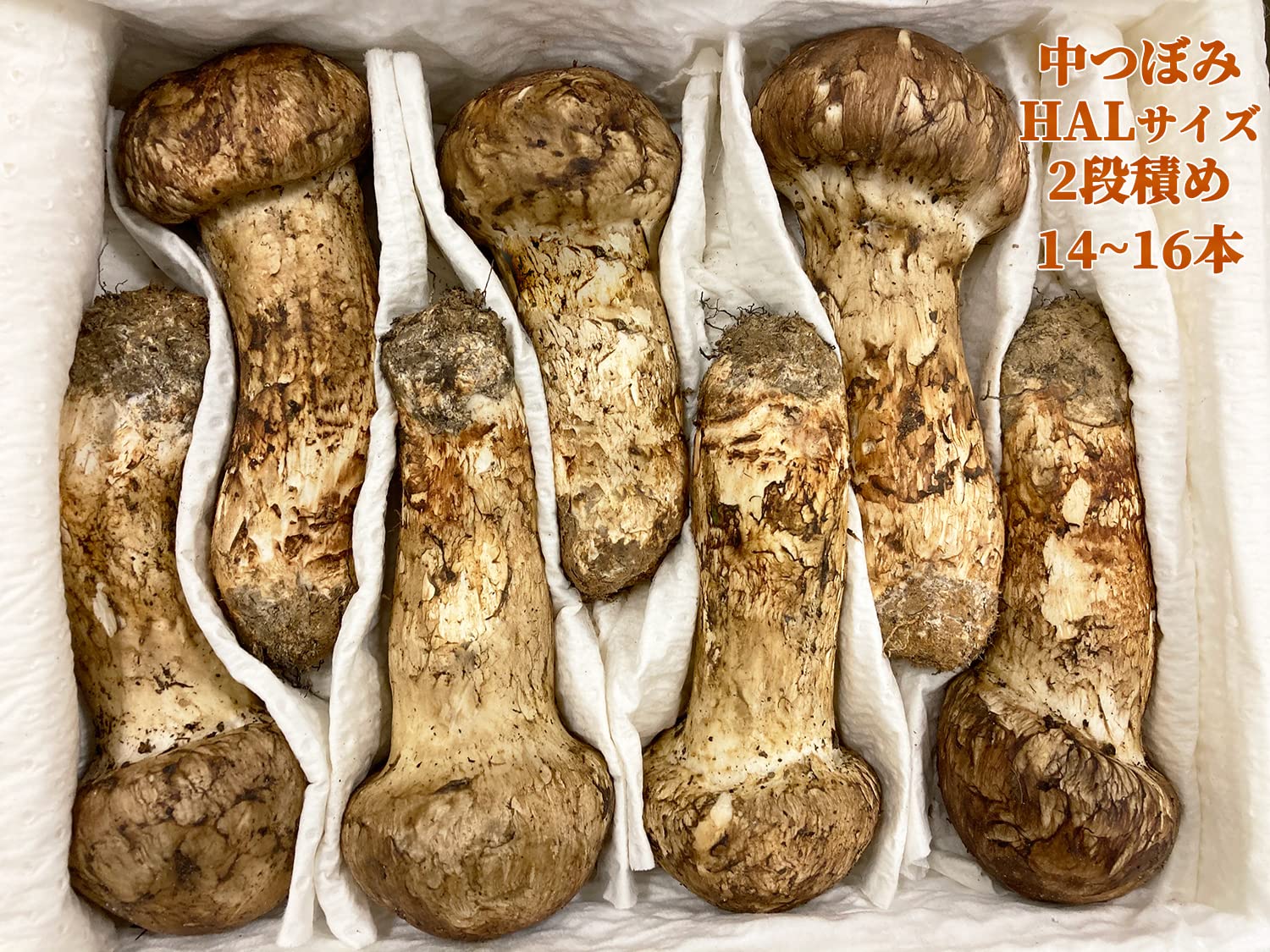 鮮度抜群!!松茸 1kg 箱空輸 中国雲南産 【半開きHALサイズ】 鮮度抜群!!松茸 1kg 箱空輸 中国雲南産 【半開きHALサイズ】